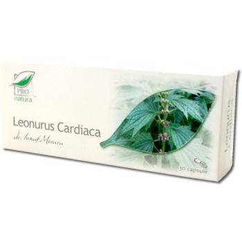 Leonurus cardiaca