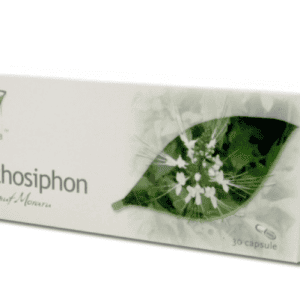 Orthosiphon