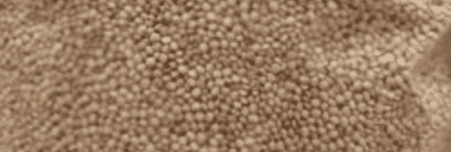 Quinoa 300g - Phytopharm
