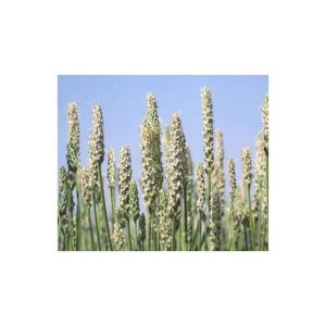 Tarate din psyllium